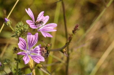Yazın bahçede mor bir çiçeğin üzerindeki arı.