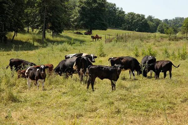 Çayırdaki inek sürüsü.