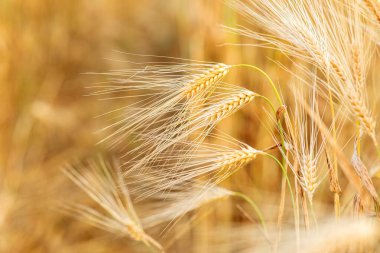 Yazın altın buğday tarlası. Buğday kulakları. Yazıtlar için arka plan. Arpa.