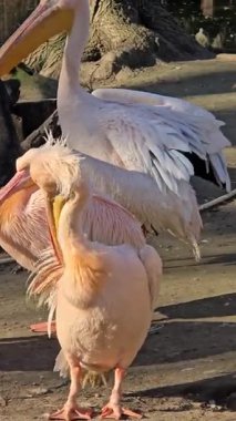 Pembe pelikan sürüsü