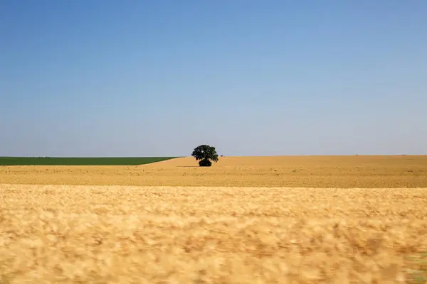 Yazın mavi gökyüzüne karşı buğday tarlası. Yazıtlar için arka plan. Güzel manzara