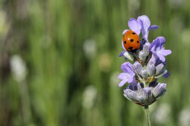 Makro fotoğrafçılık. Lavanta çiçeğindeki uğur böceği