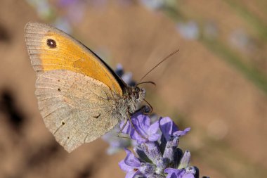 Yazın lavanta tarlasında güzel bir kelebek. Parlak fritiller kelebeği (İssoria lathonia), aynı zamanda alan fritiller veya Latona fritiller olarak da bilinir. Makro fotoğrafçılık