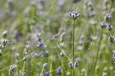 Makro fotoğraf. Ağ ve örümcek lavanta çalılarının üzerinde