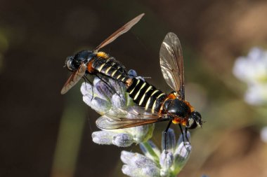 Makro fotoğraf. Eşek arıları lavanta çiçeğinde çiftleşiyorlar..