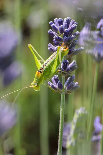 Makro fotoğraf. Lavanta dalında Çekirge.