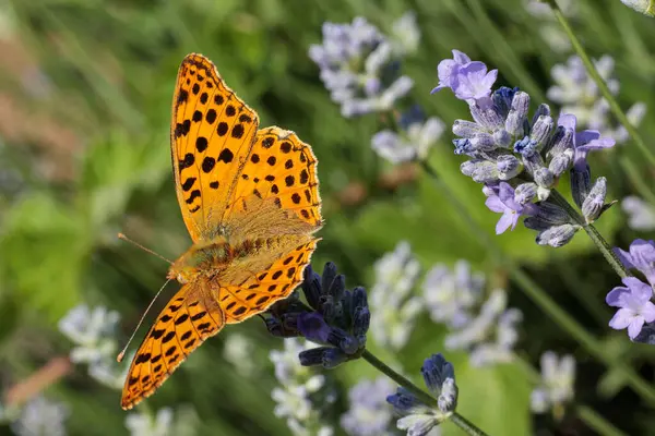 Yazın lavanta tarlasında güzel bir kelebek. Parlak fritiller kelebeği (İssoria lathonia), aynı zamanda alan fritiller veya Latona fritiller olarak da bilinir. Makro fotoğrafçılık