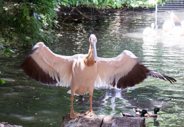 Ormandaki Pembe Pelikan