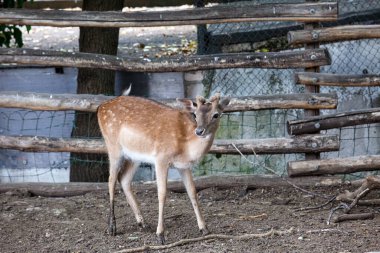ormandaki küçük geyik