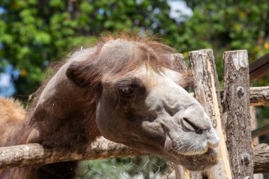 Parktaki bir devenin portresi