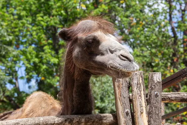 Parktaki bir devenin portresi