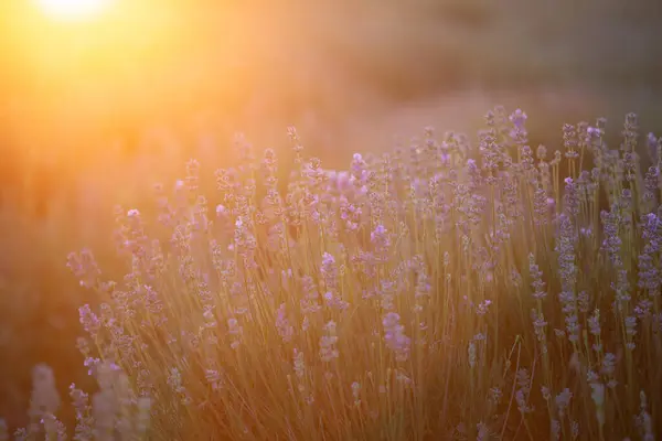 Gün batımında lavanta. Mor lavanta tarlası. Güzel manzara. Yazıtlar için arkaplan