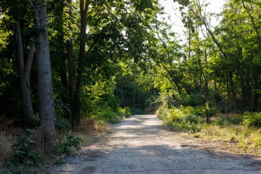 orman yolu. güzel yaz peyzaj