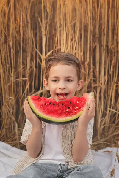 Küçük çocuk yazın buğday tarlasında karpuz yiyor.