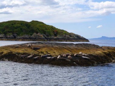 Fok balıkları, arkasında dağlar olan bir adada yatıyor.