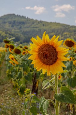 Bulgaristan 'daki güzel dağ manzarası, bulutlu gökyüzü ve ayçiçeği tarlası. Sapareva Banya.