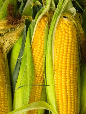 Koçanda olgun mısır