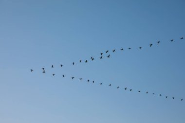 mavi gökyüzünde Kuşlar sürüsü