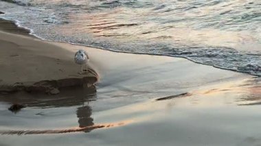 Şafakta, güneş ufuktan yükselmeden hemen önce deniz ve ıslak kum hayalet gibi bir altın renge bürünür. Yiyecek arayan bir martı hayatta kalma içgüdüsüyle yerini alan başka bir martıdan korkarak kıyıda dolaşır.. 