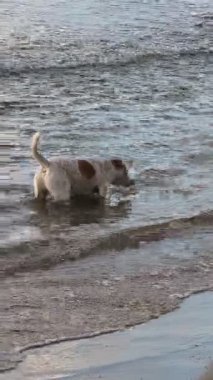 Şirin beyaz ve kahverengi bir köpek ağzını ve dilini suya daldırır, su damlacıklarının etrafında su içerek su içiyormuş gibi görünür. Sahne, güneşli bir sonbahar gününde köpek kıyı çevresiyle etkileşime girerken saf hayvansal neşe ve haz yakalar..
