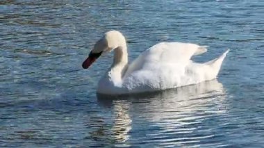 Etkileyici bir kuğu temizleme ritüeli. Kasım ayı sonlarında, zarif, görkemli bir kuğu denizde yüzerken pembeleşir. Zarif silueti parlak suya yansıtılır. Güneşli dantel dans eder ve denizin sakin yüzeyini canlandırır..