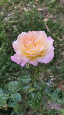 Çiçeklerin kokusu her yerde. Koyu yeşil bir yaprak zemininde, güzel bir gül, yumuşak bir öğleden sonra esintisinde sallanıyor. Onun ince taç yaprakları parlak beyaz ile pembe ve sarı zıtlık ile koyu arkaplan.