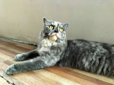 Tahta zeminde yatan uzun saçlı gri kedi.