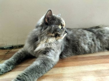 Tahta zeminde yatan uzun saçlı gri kedi.
