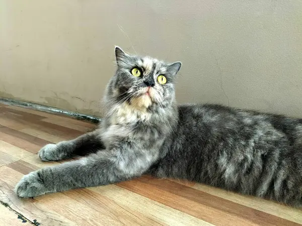 Tahta zeminde yatan uzun saçlı gri kedi.