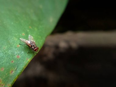 Yeşil bir yaprağın kenarındaki sineğe yaklaş.
