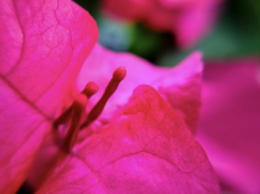 bougainvillea çiçek tomurcuklarının yakın görüntüsü