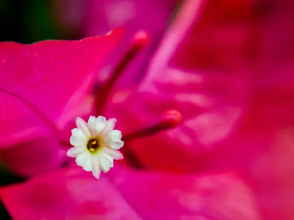 bougainvillea çiçek tomurcuklarının yakın görüntüsü
