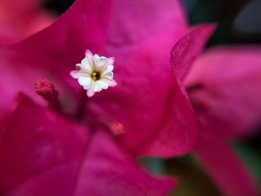 bougainvillea çiçek tomurcuklarının yakın görüntüsü