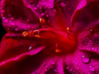 Yapraklarında çiy damlacıkları olan canlı mor çiçekleri kapatın.