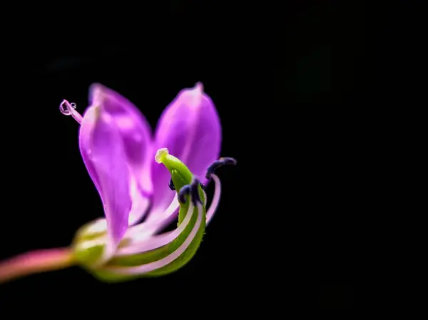 Yapraklarında damlalar olan küçük mor çiçeğe yaklaş.