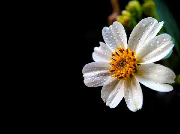 Beyaz papatya çiçeği yakın çekim