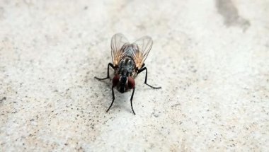 Duvardaki sineğin yakın plan fotoğrafı.