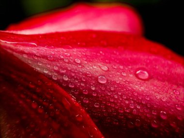 Kırmızı çiçek yapraklarına su damlalarını kapatın.