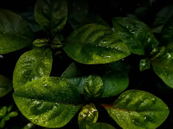 Doğal yeşil arkaplan ve doku, yeşil yapraklara su damlaları