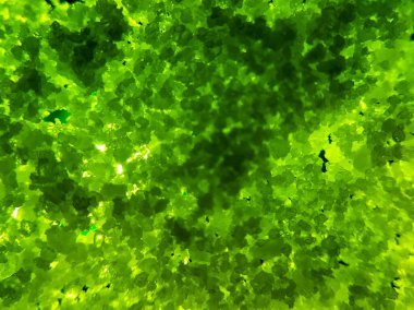 texture e astratto sfondo verde.