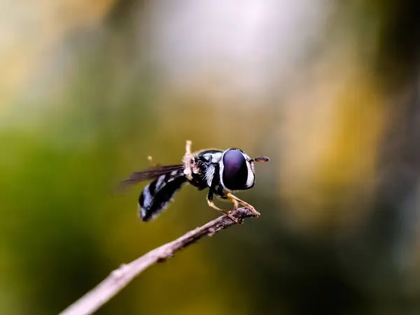 İnce bir dala konmuş uçan sineğin yakın çekimi.