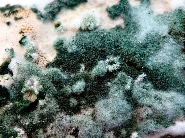 Organik yüzeyde büyüyen yeşil ve beyaz küfün makro görüntüsü..