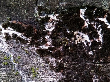 Koyu yosun ve yosun parçalarıyla pürüzlü duvar dokusu düz olmayan bir yüzey oluşturur.. 