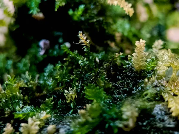 Yeşil doğa arka plan ve doku, nemli bir kaya yüzeyindeki canlı yeşil yosunlara yakın çekim. 