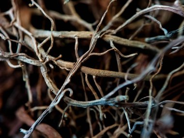 Kurumuş bitki köklerini kapat