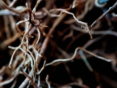 Kurumuş bitki köklerini kapat