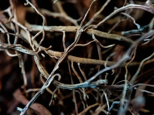 Kurumuş bitki köklerini kapat