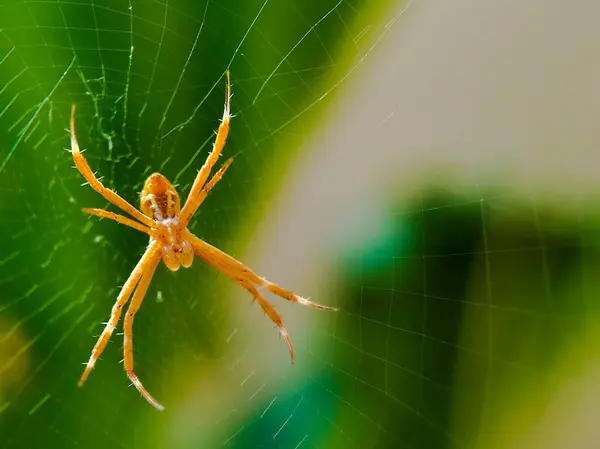 Bir örümcek narin ağının merkezinde dinlenir.. 