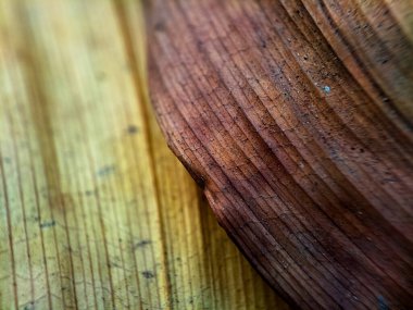 Arka plan ve dokular, kurumuş sonbahar yapraklarının kapatılması.