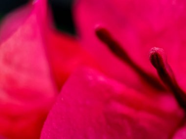 Canlı pembe bir çiçeğe yakın çekim, taç yaprağı dokusuna ve erkekliğine odaklanıyor.. 